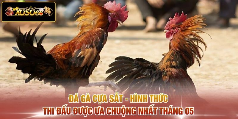 Đá gà cựa sắt - Hình thức thi đấu được ưa chuộng nhất tháng 05