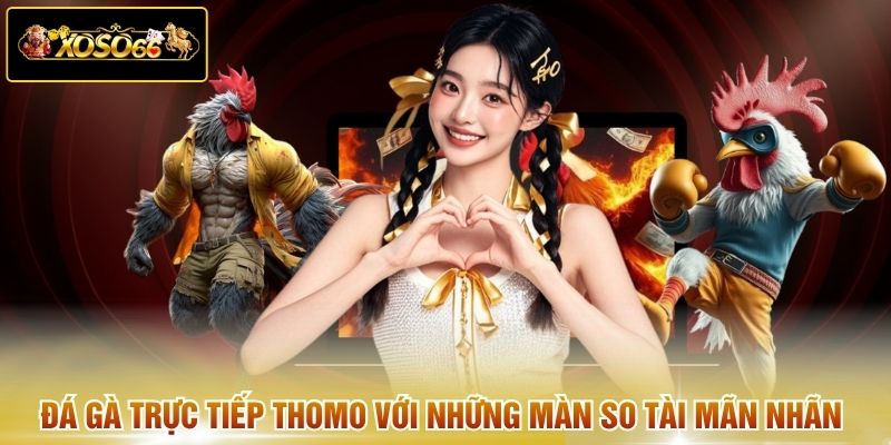 Đá gà trực tiếp Thomo với những màn so tài mãn nhãn 