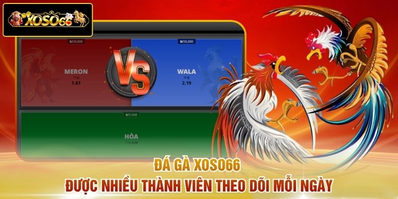 Đá gà Xoso66 được nhiều thành viên theo dõi mỗi ngày