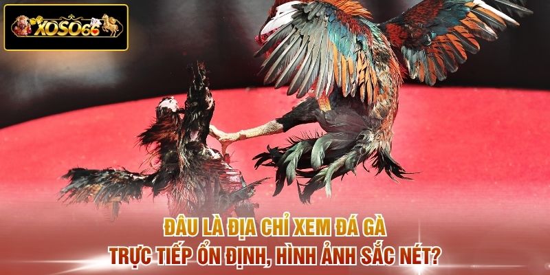 Đâu là địa chỉ xem đá gà trực tiếp ổn định, hình ảnh sắc nét?
