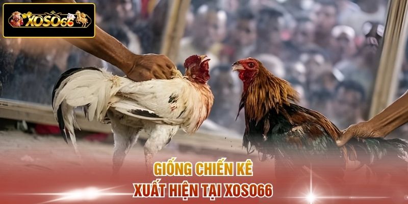 Giống chiến kê xuất hiện tại XOSO66