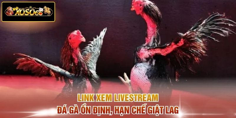 Link xem livestream đá gà ổn định, hạn chế giật lag 