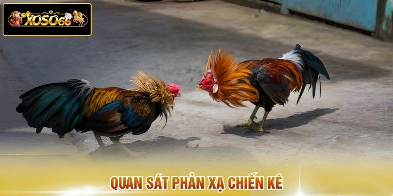 Quan sát phản xạ chiến kê