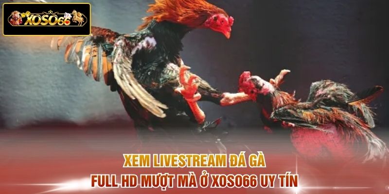Xem livestream đá gà full HD mượt mà ở  XOSO66 uy tín